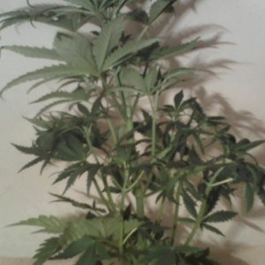 new strain,new strains, 29 days, shangrila