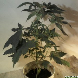 new strain,new strains, 29 days, shangrila