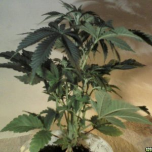 new strain,new strains, 29 days, shangrila