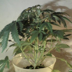 new strain,new strains, 29 days, shangrila