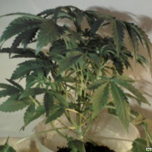 new strain,new strains, 29 days, shangrila