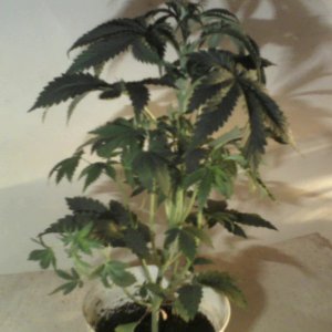 new strain,new strains, 29 days, shangrila