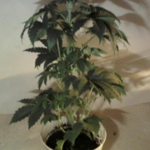 new strain,new strains, 29 days, shangrila