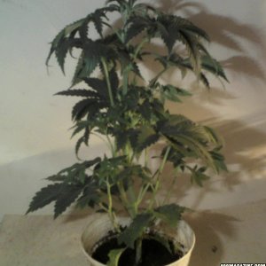 new strain,new strains, 29 days, shangrila