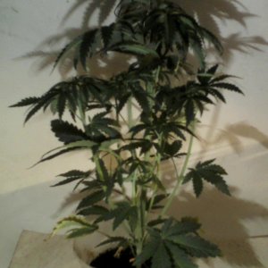 new strain,new strains, 29 days, shangrila