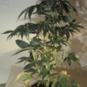 new strain,new strains, 29 days, shangrila