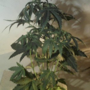 new strain,new strains, 29 days, shangrila