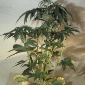 new strain,new strains, 29 days, shangrila