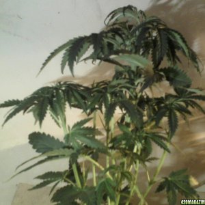 new strain,new strains, 29 days, shangrila