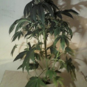 new strain,new strains, 29 days, shangrila