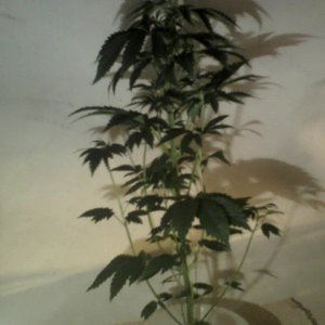 new strain,new strains, 29 days, shangrila