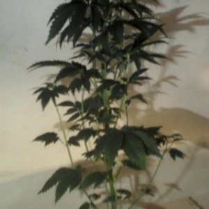 new strain,new strains, 29 days, shangrila