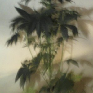 new strain,new strains, 29 days, shangrila