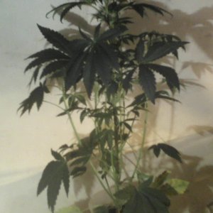 new strain,new strains, 29 days, shangrila