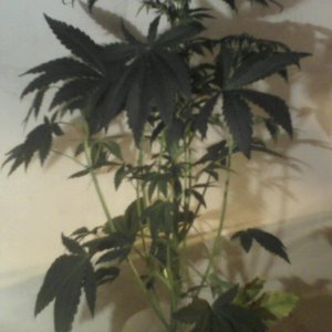 new strain,new strains, 29 days, shangrila