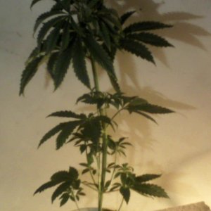 new strain,new strains, 29 days, shangrila