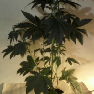 new strain,new strains, 29 days, shangrila