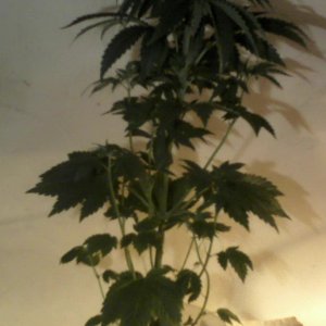 new strain,new strains, 29 days, shangrila