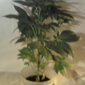 new strain,new strains, 29 days, shangrila