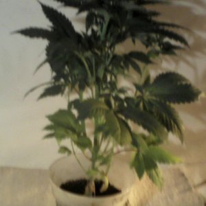 new strain,new strains, 29 days, shangrila