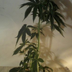 new strain,new strains, 29 days, shangrila