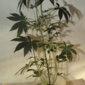 new strain,new strains, 29 days, shangrila