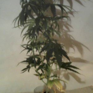 new strain,new strains, 29 days, shangrila