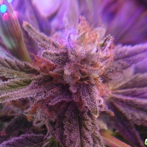 CBDCREW - Yummy LED flowering