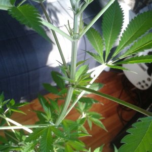 Question about floration and buds