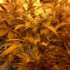 juicy Fruit Begin Week 5