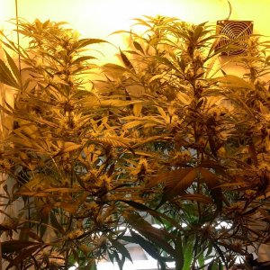 juicy Fruit Begin Week 5