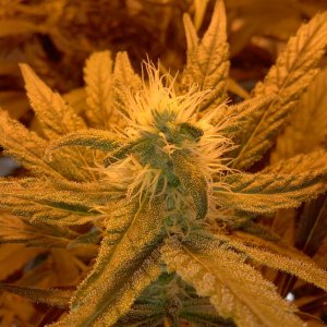 juicy Fruit Begin Week 5