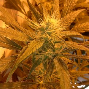 juicy Fruit Begin Week 5