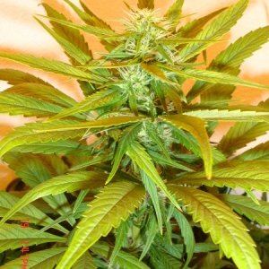 Day_28_Bud