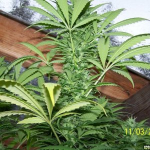 Green House Bud 9'