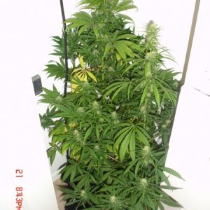 Day_30_BS_Flower