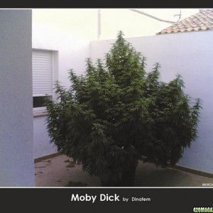 MOBY-DICK-by-Murciano207