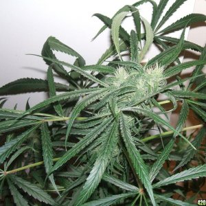 diablo_2_cola_wk4