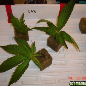 COB_Clones