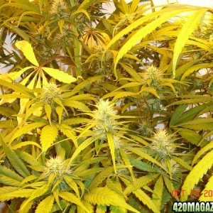 Day_32_BS_Bud_Shots