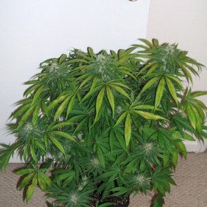 dynamite_clone_2_6wks