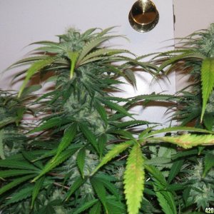 dynamite_clone_2_colas