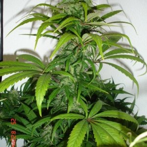 Day_34_BS_FL_Plant_1_Cola