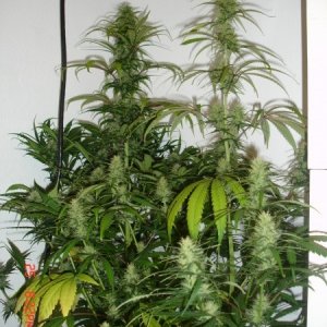 Day_34_BS_Flowering