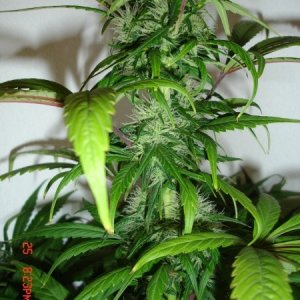 Day_34_BS_Plant_1_HS