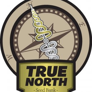 True North Logo