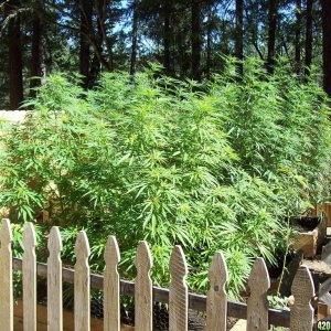 Home-grown strains