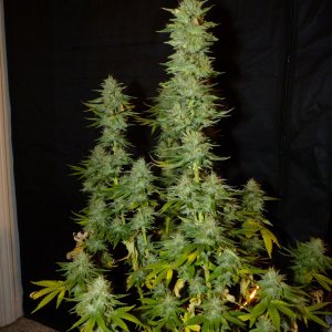 Alien Day 43 Flower