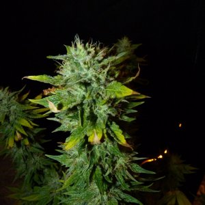 Alien Day 43 Flower