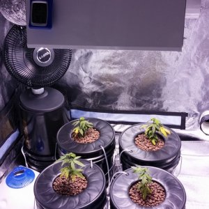 Week One DWC Blue City Diesel setup